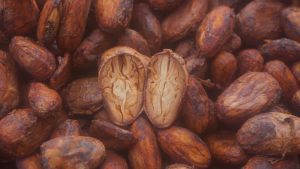 Cacao in Peru
