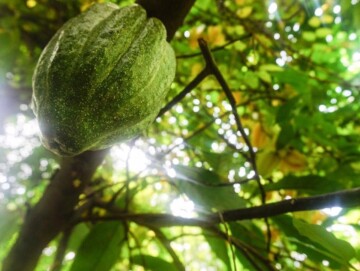 Cacao in Peru