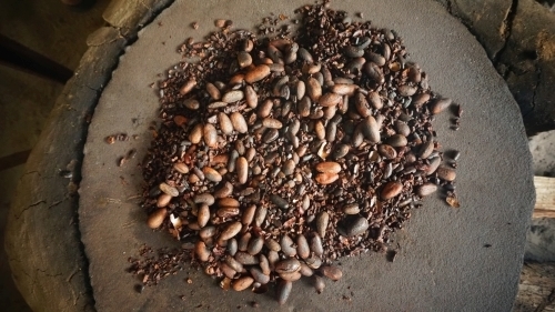 Chocolate Tree - Belize uncommon cacao