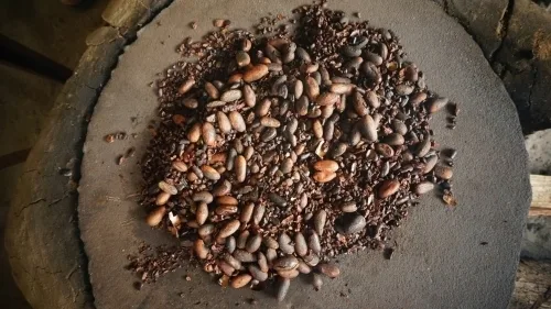 Chocolate Tree - Belize uncommon cacao