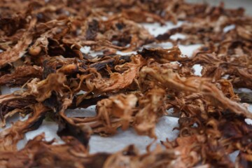 Chocolate Tree - Colombia - Santa Marta 2019