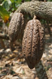 chocolate tree - cacao pod
