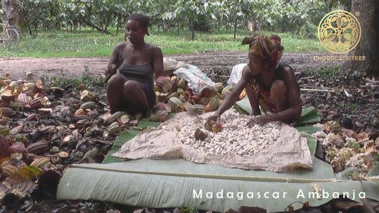 Chocolate Tree - cacao harvesting in Madagascar