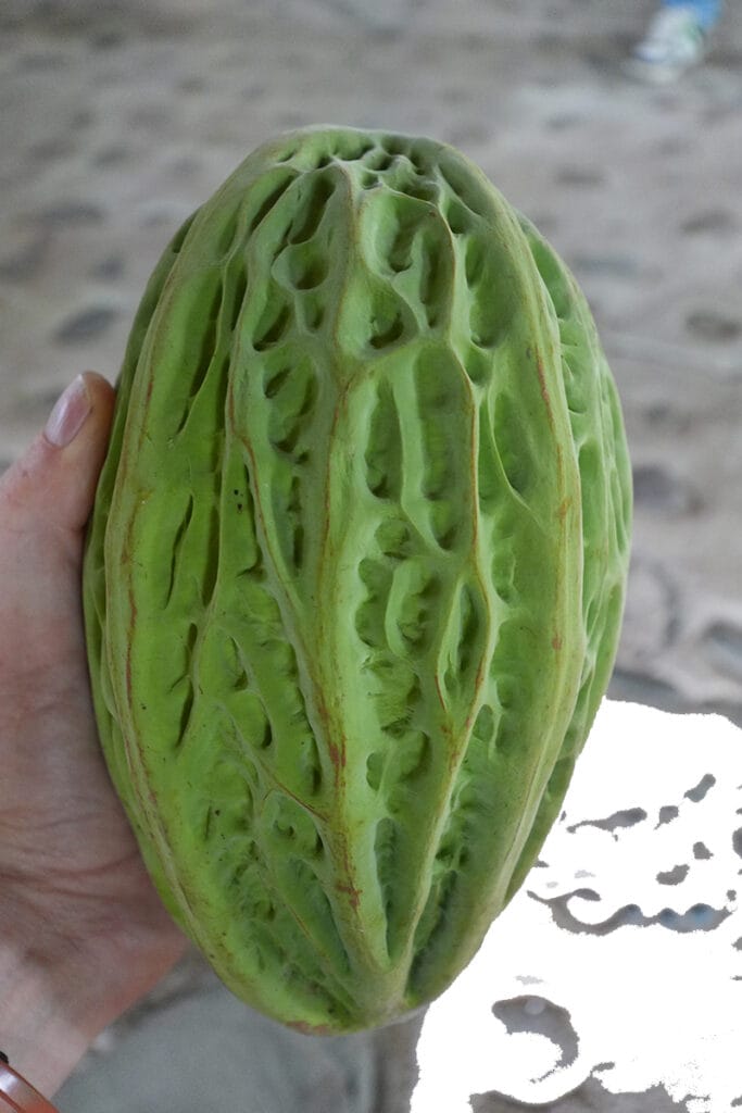 Macambo
