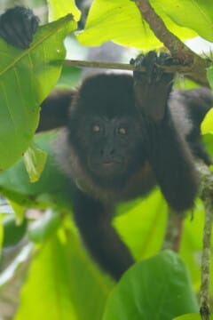 palenque monkey
