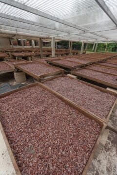 drying cacao
