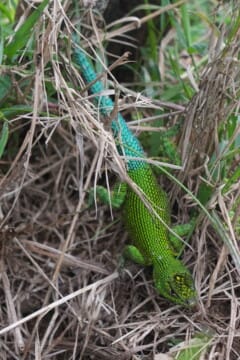 lizard