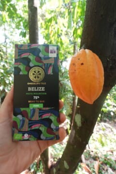 maya mountain with cacao pod