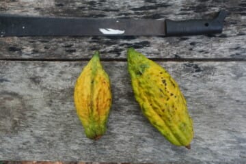 cacao with machete