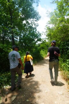 walking in jungle