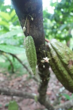 cacao pod on tree