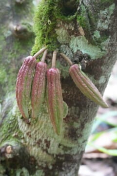 cacao pods