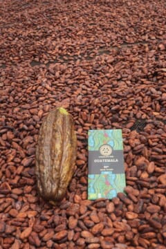 guatemala cacao in beans